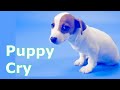 Puppy Crying Sound   ~ Dog Crying Sound Effect to Stimulate Your Dog
