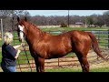 M&M Quarter Horses - Jess The Fortune