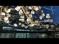 The Japanese Sakura flowers l Nou-travel