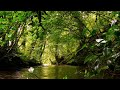 SOUNDS OF THE FOREST, GENTLE BIRDSONG WITH BUBBLING BROOK, RELAXING FOREST SOUNDS