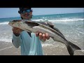 Finding Rare Sharks & Sea Creatures at Beach Tide Pool!