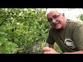11 MISTAKES with MULCH and PLASTIC MULCH in the Permaculture Orchard