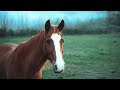 Beautiful horses. Funny animals for a good mood. Mix #2