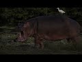 Island of the Hippos - Go Wild