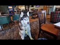 Old Husky Gets Fed In The Local Pub