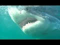 kooduiken met witte haaien @ dyer eiland gansbaai