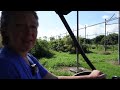 Lychee Trees At This 5th Generation Farm