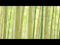 The sound of the wind through the bamboo forest for meditation and study