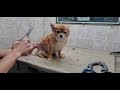 How to groom a Long haired Chihuahua, Grooming transformation video,#3 3/4
