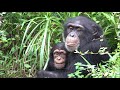 Sep 2020 Tama zoo chimps, Fubuki wants to babysit Ibuki