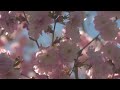 4K HDR Nightingale & Cherry Blossom - Relaxing Birdsong & Flowering Trees - Bird Sounds for Sleeping