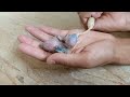 Cute baby parrot step by step day