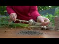 Harvesting, Drying & Curing Garlic