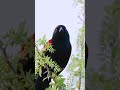 Learn the Red-Winged Blackbird Calls!