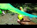 Mesmerizing video showcasing Parrots in Slow Motion.