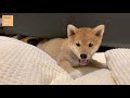 (ENG Sub) Puppy's Secret Hiding Places
