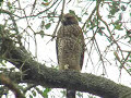 Red Shouldered Hawk Solo