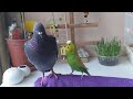 Budgie talking to pigeon ~Days of Birds
