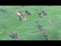 Dolphins @ Point Malcolm. Western Australia.