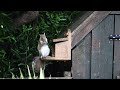 Squirrel's box