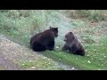 Alaskan bear cubs playing (until mama bear shows up)