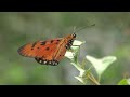 Butterfly Macro footage (Sony CX900)