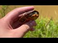 I’ve Never Found This Many Box Turtles! - Summer Herping