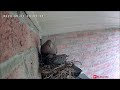 From empty to fledgling | Time-lapse video | Mourning doves!
