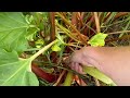 How to Extend Your Rhubarb Harvest