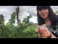 Harvesting Fall Gold Raspberries, So Many Raspberries, | Vlog |
