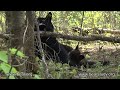 Moments in Lily the Black Bear's life
