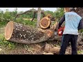 Amazing skills cutting down giant trembesi tree with powerful chainsaw‼️