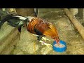 The best maintenance feeds for my game fowl | Raskal Backyard
