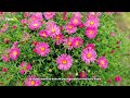 😍 Top 10 Low-Maintenance Perennial Flowers ANYONE Can Grow! - Beginner-Friendly 🌼💪