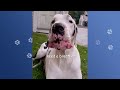 Giant Dog Runs To Say Hi To Everyone In His Town | Cuddle Buddies