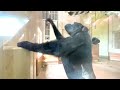 Silverback enjoying a female gorilla prank｜Shabani Group