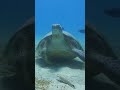 turtle 🐢 very calm ##seaturtle