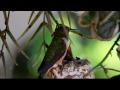 Inside the Lives of Hummingbirds | SoCal Connected | KCET