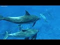 The Ocean 4K - The Best 4K Sea Animals for Relaxation - Underwater Wonders - Relaxing Music