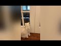 When Oreo visits me (coming soon) | Coco the cutest Cat # shorts
