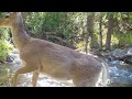 Trail Camera - All 4 Seasons