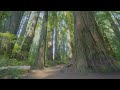 Stout Memorial Grove Trail in 4K HDR - Forest Walk through the Redwoods - Part 1
