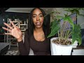 Alocasia Jacklyn 6 Month Update | How to Master Your Alocasia Jacklyn | My Tips & Tricks 🌿✨