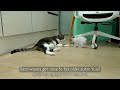 Two Kittens's Cute Reactions When They Want To Eat the Big Cat's Snacks │ Episode.90