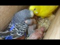 Casal de periquito australiano alimentando filhotes - (Full HD 1080p)