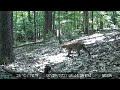 Trail Cam Videos-12 Months in the Wild