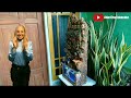 How to make paludarium high cliff waterfall 3 level with styrofoam