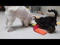 🥳 Happy Snack Party!🐶 [Maltese & Yorkshire Terrier]♥