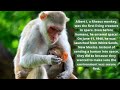 Funny creatures - Monkeys? Never Domesticate a Monkey! 3 Minutes To Learn Something New About Them!