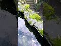 Waterfall pond setup for koi